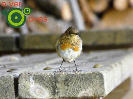 Costa, montaña, bosques, ríos, pueblos y, por supuesto, aves