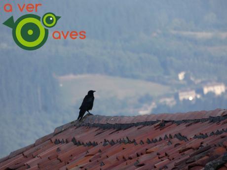 Costa, montaña, bosques, ríos, pueblos y, por supuesto, aves