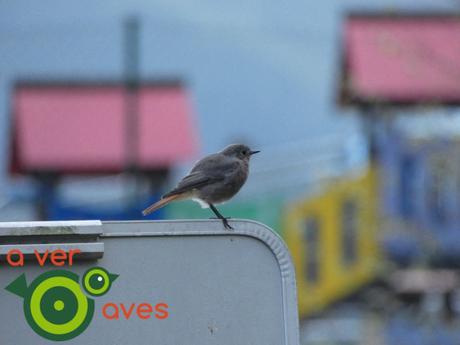 Costa, montaña, bosques, ríos, pueblos y, por supuesto, aves