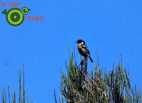 Costa, montaña, bosques, ríos, pueblos y, por supuesto, aves