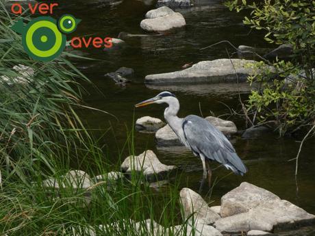 Costa, montaña, bosques, ríos, pueblos y, por supuesto, aves