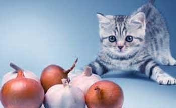 comida para gatos casera