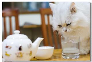 comidas para gatos caseras