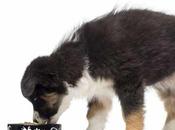 Comida para Perros Cachorros Casera