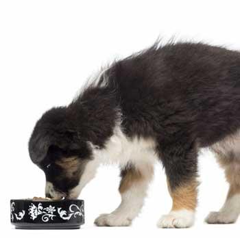 alimentos para perros