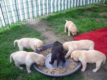 Comida para Perros y Cachorros Casera comida para cachorros casera