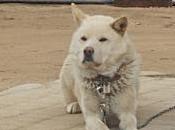 realidad sobre noticia perros Corea Norte