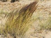 (Aristida trachyantha)