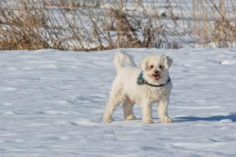 Foto del bichón frisé