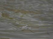 Cópula muerte, estrategia apareamiento zapateros