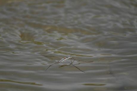 Cópula o muerte, la estrategia de apareamiento de los zapateros