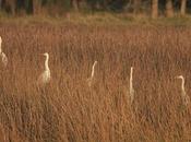 Garzas juncal