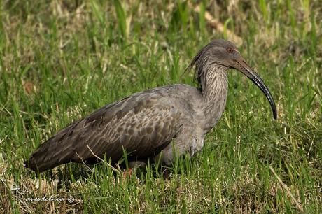 Una nueva especie para la Ciudad de Posadas