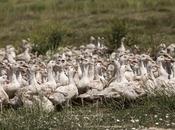 Transparencia compromiso sector español palmípedas grasas