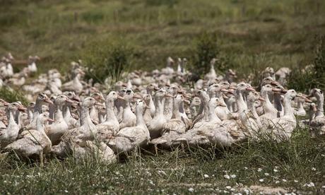 Transparencia y compromiso en el sector español de las palmípedas grasas