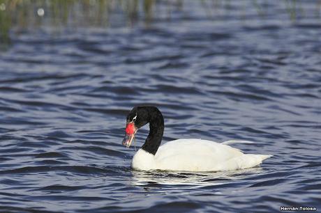 Cisne solitario