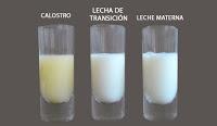 Como la leche materna fortalece el sistema inmunológico del niño
