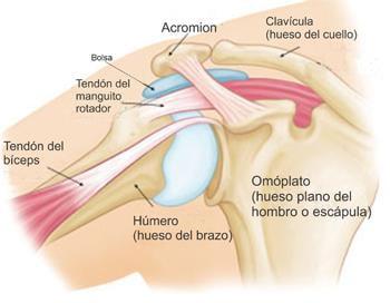anatomía del hombro