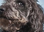 curiosidades conoces perro