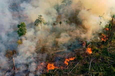 Brasil ya no prevendrá tala ilegal del Amazonas
