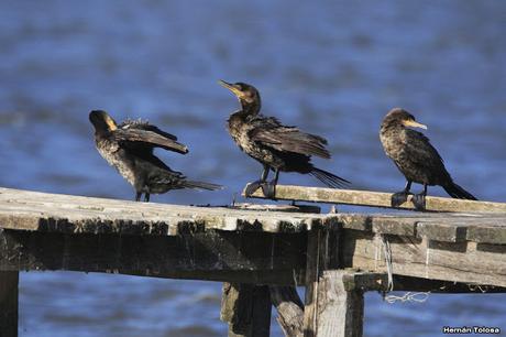 Laguna de Monte (enero 2020)