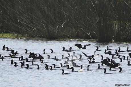 Laguna de Monte (enero 2020) Laguna de Monte (enero 2020)