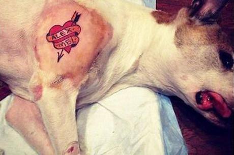 ¿Tatuar a las mascotas?: La controversial moda que causa revuelo en las redes sociales