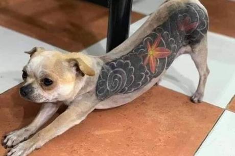 ¿Tatuar a las mascotas?: La controversial moda que causa revuelo en las redes sociales