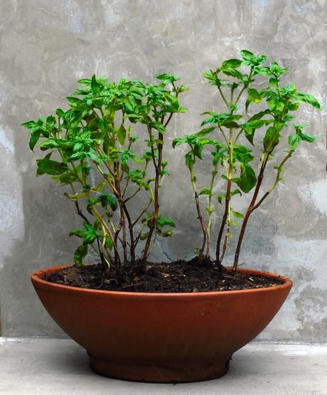 #NuevaRealidad (Mal.)