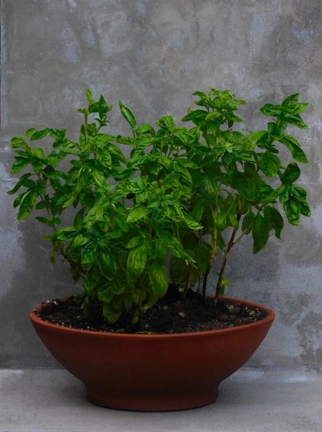 #NuevaRealidad (Mal.)