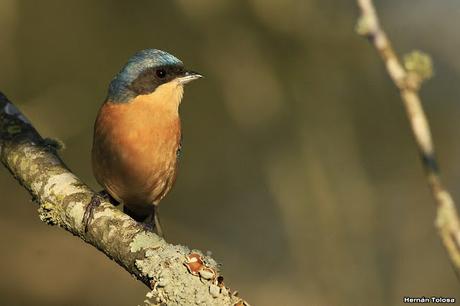 Saíra de antifaz (Pipraeida melanonota)