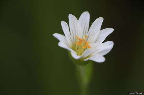 (Cerastium humifusum)