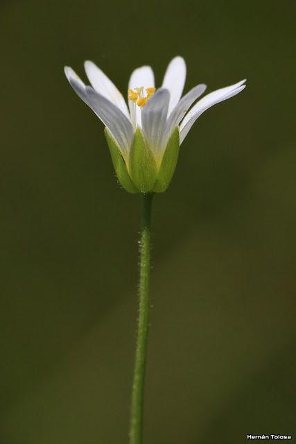 (Cerastium humifusum)