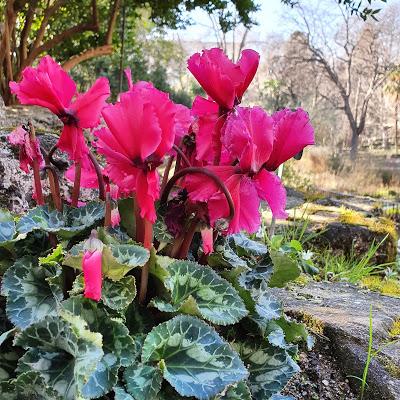 FOTOS PECOS@S: FLORES