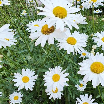 FOTOS PECOS@S: FLORES