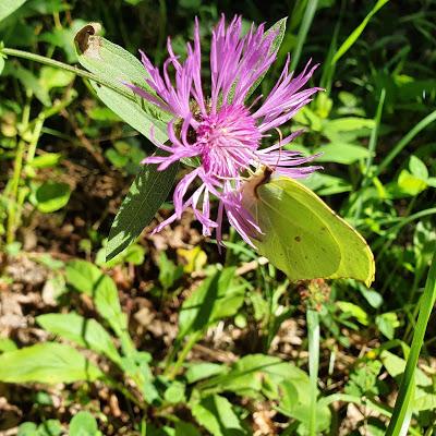 FOTOS PECOS@S: FLORES