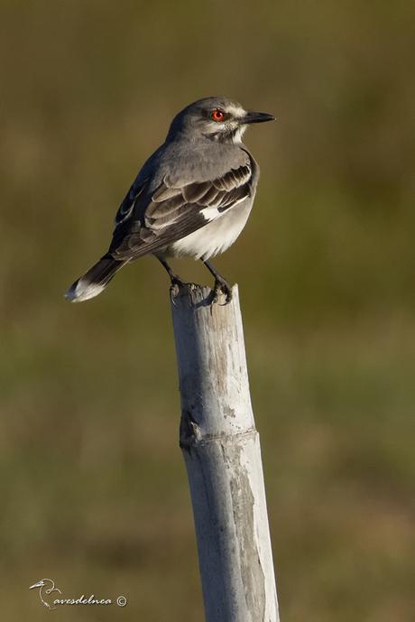 Monjita gris (Gray Monjita) Xolmis cinereus