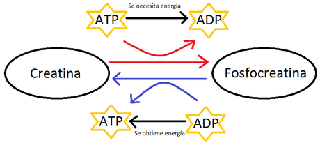 La fosfocreatina y sus beneficios en el deporte fosfocreatina