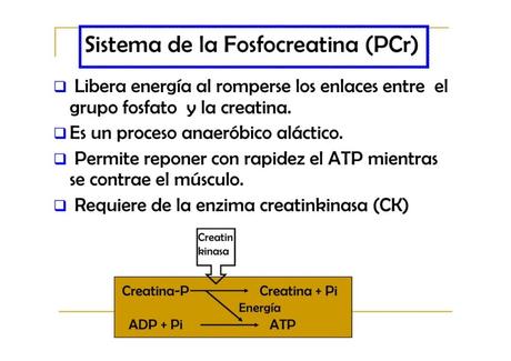 La fosfocreatina y sus beneficios en el deporte sistema de la fosfocreatina