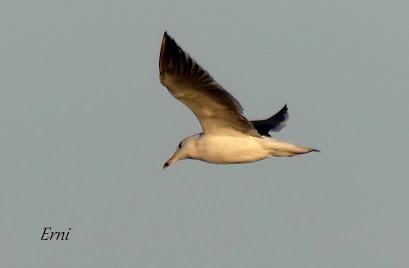 MIGRACIÓN SIN FESTIVAL