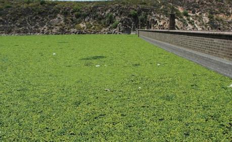 Regresa el lirio a la presa de San José