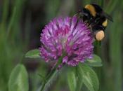 Abejorro común (Bombus terrestris)