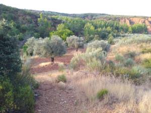 Aprovechamiento de recursos