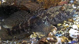 Pescando chaparrudos en el muelle Pescando chaparrudos en el muelle