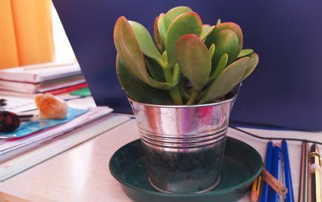 Pon una suculenta en tu vida