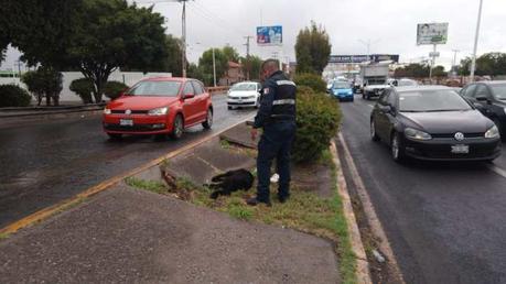 Policías municipales intentan rescatar perro atropellado en la Salvador Nava