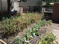 Tomates, repollos y calabacín Tomates, repollos y calabacín