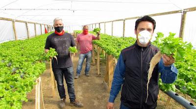 Por la pandemia, tres emprendedores se iniciaron en el cultivo hidropónico de hortalizas