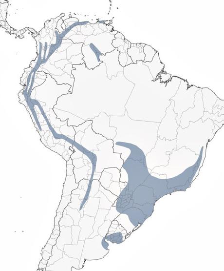 Saíra de antifaz (Pipraeida melanonota)