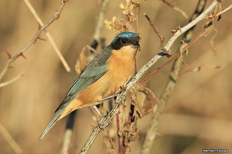 Saíra de antifaz (Pipraeida melanonota)